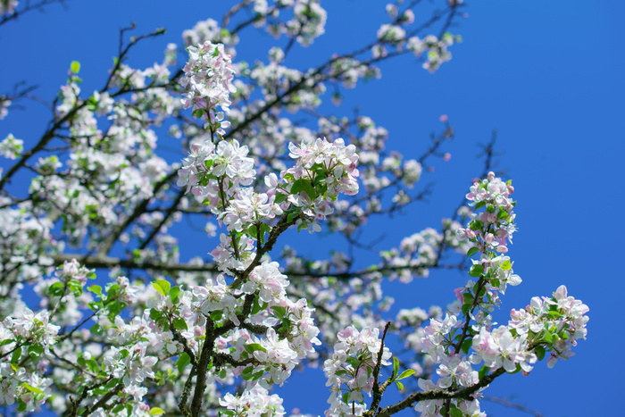 苹果花，苹果花，苹果花，苹果花，苹果花，苹果花，苹果花，苹果花