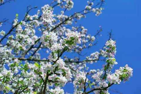 苹果花,苹果花,苹果花,苹果花,苹果花,苹果花,苹果花,苹果花 苹果花,苹果花,苹果花,苹果花,苹果花,苹果花,苹果花,苹果花