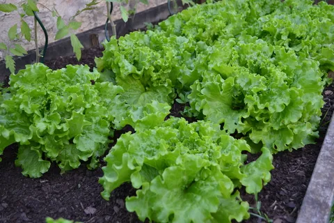 蔬菜园,巴达维亚,生菜,蔬菜沙拉,收获,蔬菜,花园,绿色 蔬菜园,巴达维亚,生菜,蔬菜沙拉,收获,蔬菜,花园,绿色