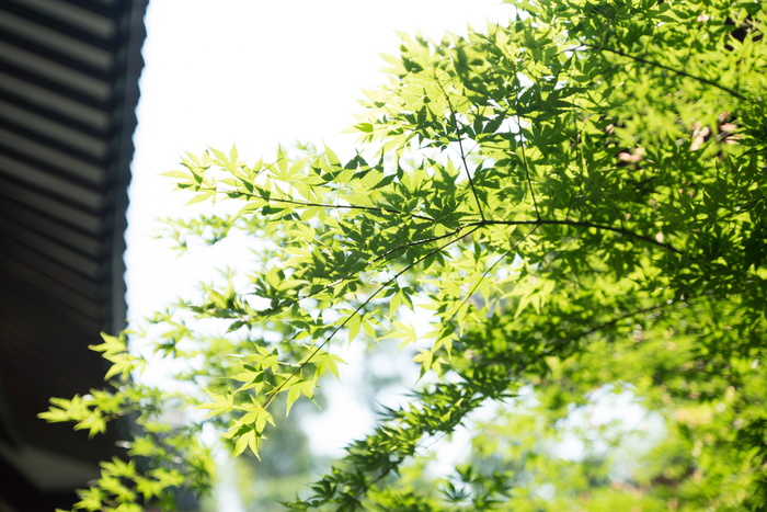 植物、绿色、屋檐、建筑、自然、无人、建筑结构、绿色