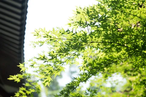 植物、绿色、屋檐、建筑、自然、无人、建筑结构、绿色 植物、绿色、屋檐、建筑、自然、无人、建筑结构、绿色