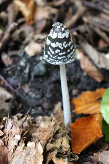蘑菇,森林地面,森林蘑菇,真菌种类,叶子,森林,秋天,筛选真菌 蘑菇,森林地面,森林蘑菇,真菌种类,叶子,森林,秋天,筛选真菌