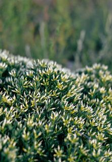 选择性，聚焦摄影，草，绿，白，花，田野，植物