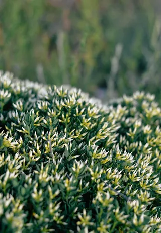 选择性，聚焦摄影，草，绿，白，花，田野，植物