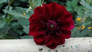 花卉，自然，八月，花卉，开花植物，自然之美，新鲜，植物