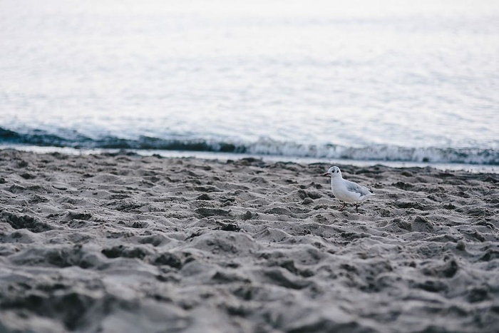海滩上的白色海鸥