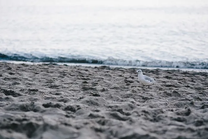 海滩上的白色海鸥