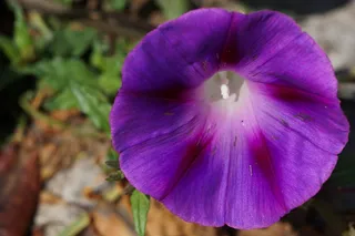 小叮当，花，看，花，城市自然，紫色，花瓣，自然之美