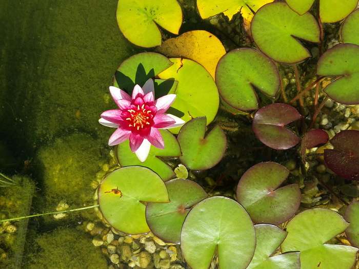 睡莲，黄花，池塘，水，自然，花，植物，开花植物