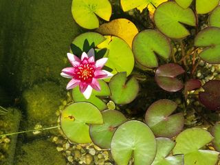 睡莲，黄花，池塘，水，自然，花，植物，开花植物