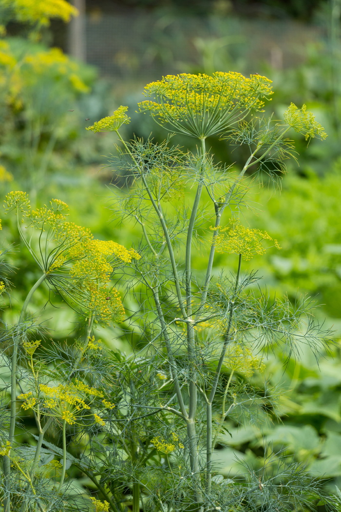 莳萝，草本植物，植物，花园，绿色，生长，绿色，自然之美