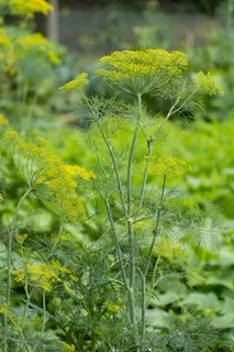 莳萝,草本植物,植物,花园,绿色,生长,绿色,自然之美 莳萝,草本植物,植物,花园,绿色,生长,绿色,自然之美