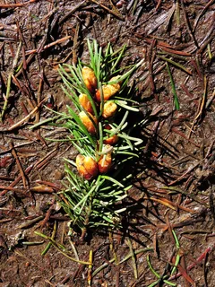 松树,松子,森林,植物,白天,没有人,生长,自然 松树,松子,森林,植物,白天,没有人,生长,自然