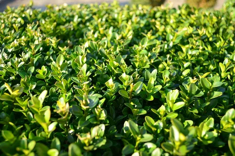 黄杨木,树叶,常绿,绿色,绿色,植物部分,生长,叶 黄杨木,树叶,常绿,绿色,绿色,植物部分,生长,叶