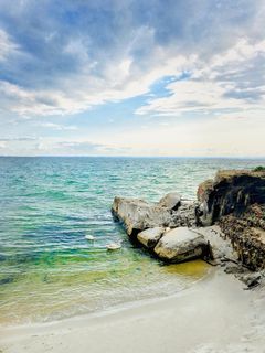 天鹅，游泳，海洋，鸟，动物，飞行，海洋，水