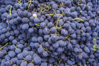 葡萄、紫色、秋天、深色、红色、葡萄酒、酒厂、水果