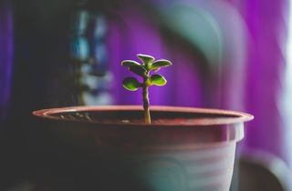 绿色植物的选择性摄影