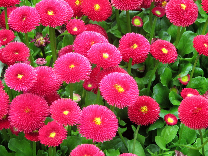 Gartenbuerteli、flowers、pink、bellis philosophy、composites、spring、freshness、flower