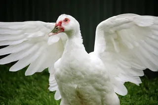 鸭子，翅膀，扑动，红喙，动物，动物主题，鸟，白色