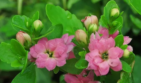 肥母鸡,katchen,粉色,花朵,卡兰乔,厚膜温室,植物,花朵 肥母鸡,katchen,粉色,花朵,卡兰乔,厚膜温室,植物,花朵
