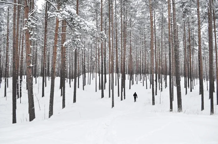 身穿黑色夹克的人站在白雪皑皑、绿叶葱茏的山中