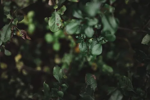 秋季细节 秋季细节