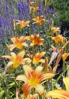 盛开的橙色黄花菜