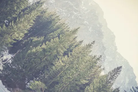 奥地利, grüner 看到, 脆, 新鲜, 景观, Treescape, 树, 松树