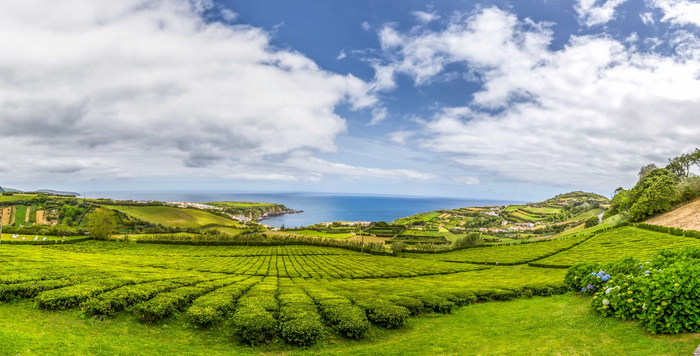 橡实，风景，自然，葡萄牙，植物，茶，天空，蓝色