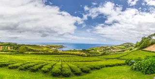 橡实，风景，自然，葡萄牙，植物，茶，天空，蓝色