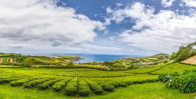 橡实,风景,自然,葡萄牙,植物,茶,天空,蓝色 橡实,风景,自然,葡萄牙,植物,茶,天空,蓝色