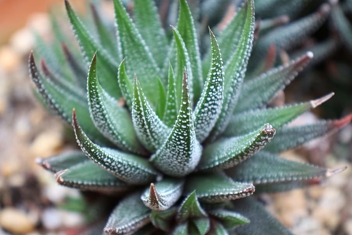 多汁植物Haworthia Attentiuata或斑马植物的特写，斑马Haworthia，Apicra Attentiuata和芦荟Clariperla是生活在南非沙漠中的非仙人掌植物家族。这株斑马植物生长在新泽西州深切花园温室里的一个小陶罐里。