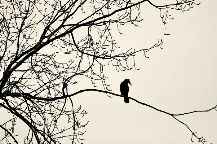 鸟, 坐, 树枝, 大鸬鹚, 大黑鸬鹚, phalacrocorax carbo, 动物, 海鸟