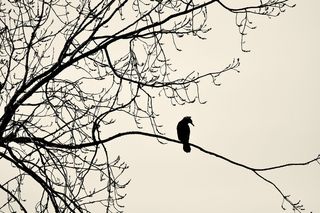 鸟, 坐, 树枝, 大鸬鹚, 大黑鸬鹚, phalacrocorax carbo, 动物, 海鸟