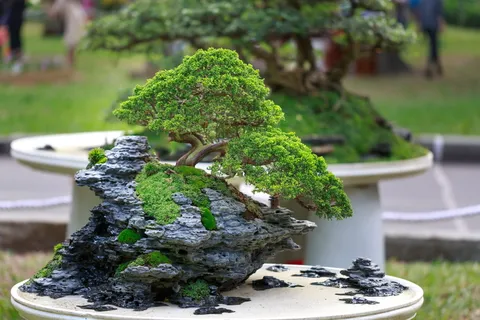 桌子上的绿色邦扎伊树 桌子上的绿色邦扎伊树