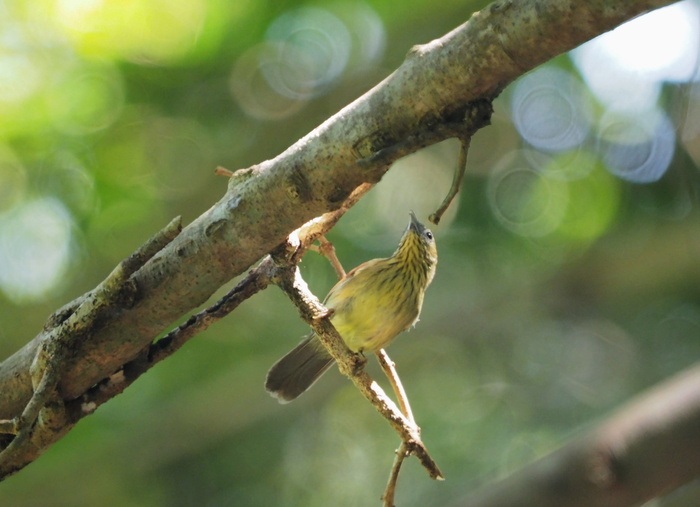 Bird，黄胸，啄花鸟，黄胸，啄花鸟，branch，马来西亚，新加坡，nature