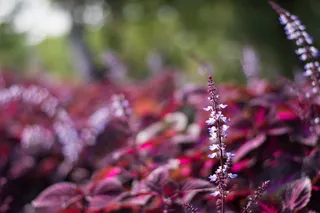 湿地，植物，广东，生长，花，开花植物，新鲜，自然之美