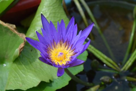 睡莲，花，睡莲，开花植物，植物，脆弱性，生长，花瓣