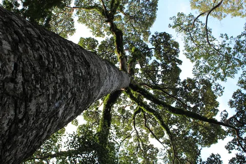 越南,胡志明市,树,摄影师,植物,树干,树干,低角度视图 越南,胡志明市,树,摄影师,植物,树干,树干,低角度视图