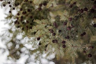 美国，波特兰，松树，冬季，常绿，松果，森林，博克