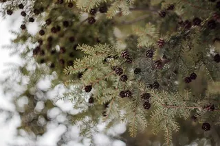 美国，波特兰，松树，冬季，常绿，松果，森林，博克