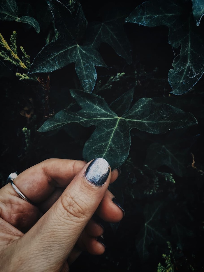 拿着绿叶植物的女人