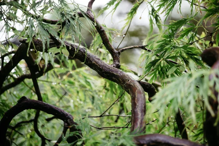 木材，森林，树木，树干，树皮叶，绿色，棕色，天然