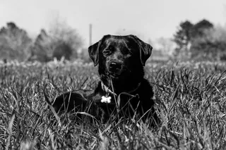 美国, 蒙哥马利, 夏天, 户外, 阳光, 实验室, 自然, 拉布拉多