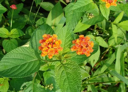 马缨丹,大鼠尾草,野生鼠尾草,红鼠尾草,花,马鞭草科,印度,植物 马缨丹,大鼠尾草,野生鼠尾草,红鼠尾草,花,马鞭草科,印度,植物