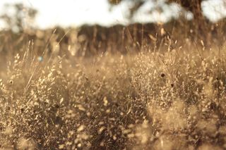 棕色, 草, 采取, 金, 小时, 选择性聚焦, 摄影, 字段