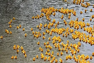 鸭子，身体，水，鸭子比赛，橡胶鸭子，塑料鸭子，鸭子比赛，比赛