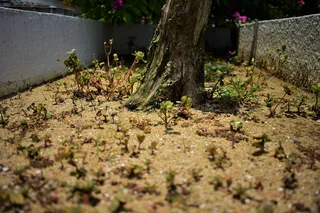 地面，植物，马来西亚，怡保，树，树干，缩放，自然