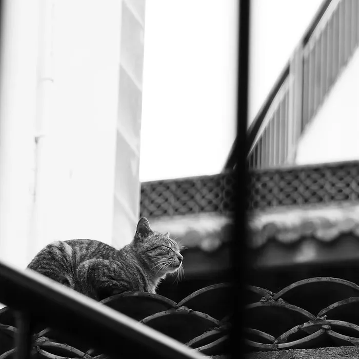 动物，宠物，猫，哺乳动物，阿比西尼亚人，小猫，栏杆，扶手