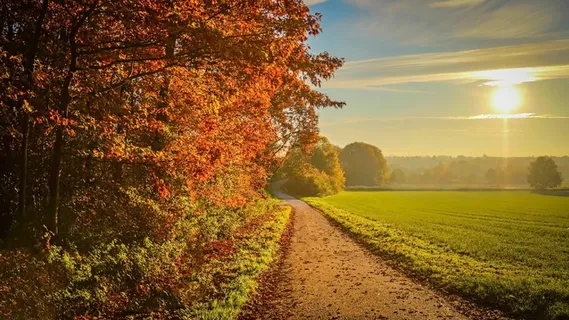 棕色、树木、草地、白天、日落、秋天、景观、阳光